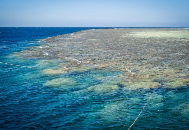 Tauchsafari in Ägypten, entdecke eine grandiose Unterwasserwelt!