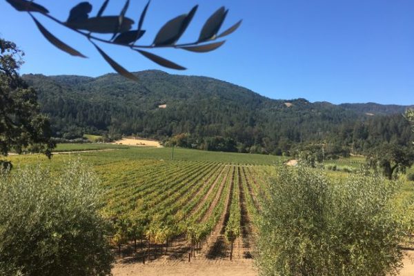 Wein, Napa, Reisebericht, Kalifornien