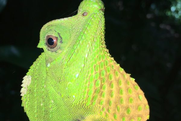 Sri Lanka, Reisebericht, Regenwald