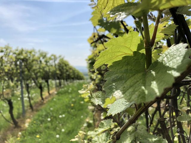 Frisch erlebt: #SchlossGenuss im Rheingau