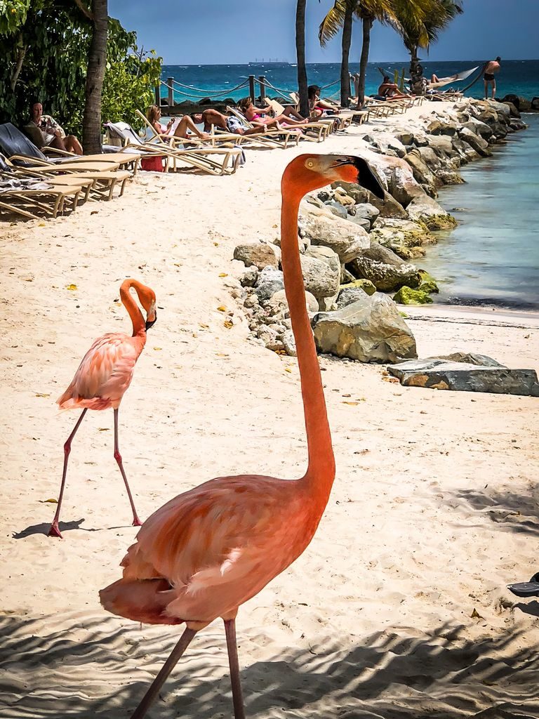 Renaissance Island, Flamingo Beach