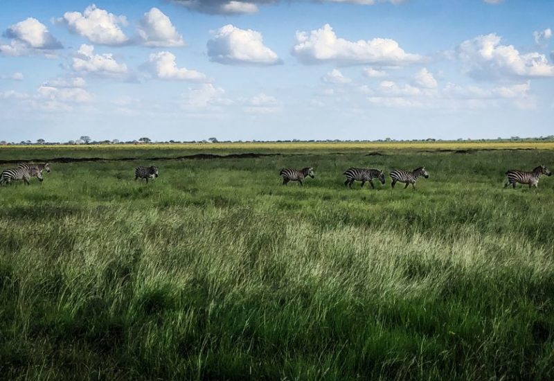 Safari in Kenia, entdecke Ostafrika