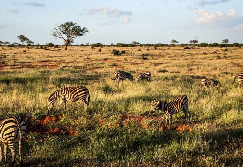 Safari in Kenia, entdecke Ostafrika