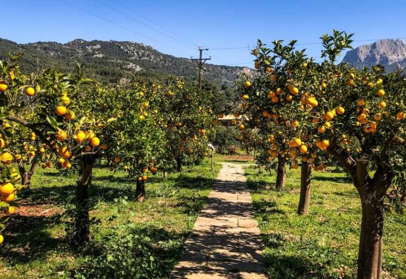 Palma de Mallorca im Frühling