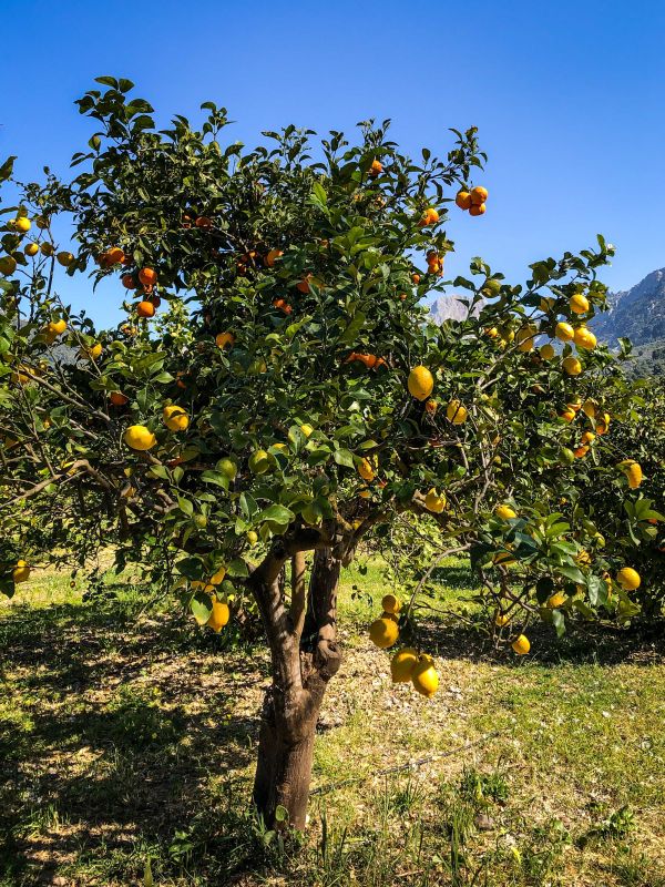 Mallorca, Besuch einer Orangen- und Zitronenplantage bei Soller