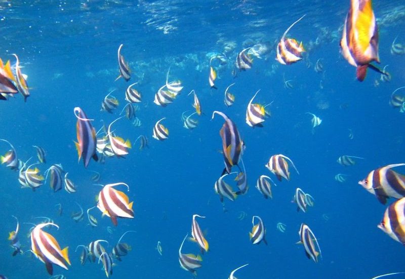 Entdecke die Malediven und die faszinierende Unterwasserwelt.