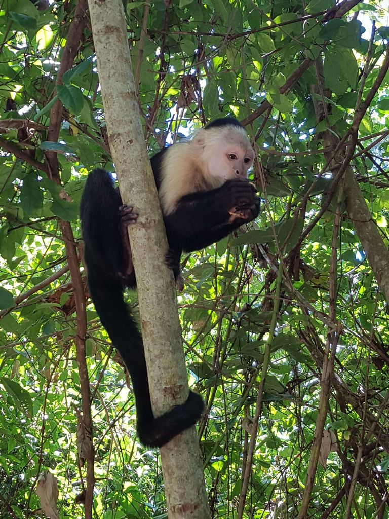 Costa Rica, Besuch eines Regenwaldes