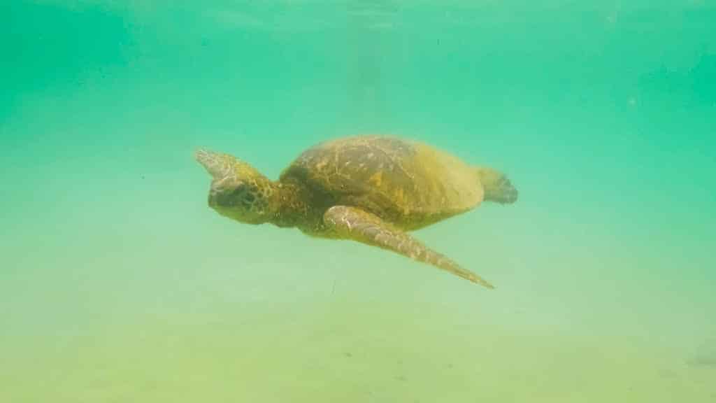 Aktivurlaub und Tauchen auf Hawaii
